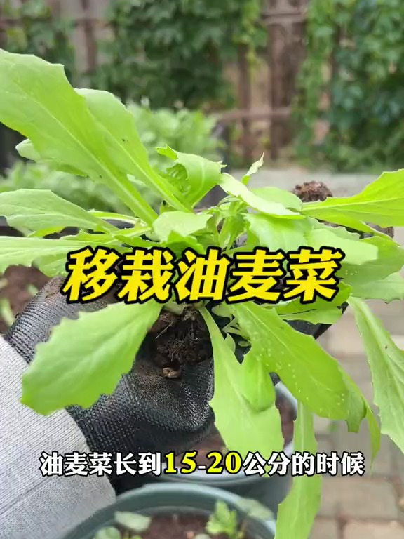 油麦菜育苗后移栽,这样成活率高,苗全,苗旺