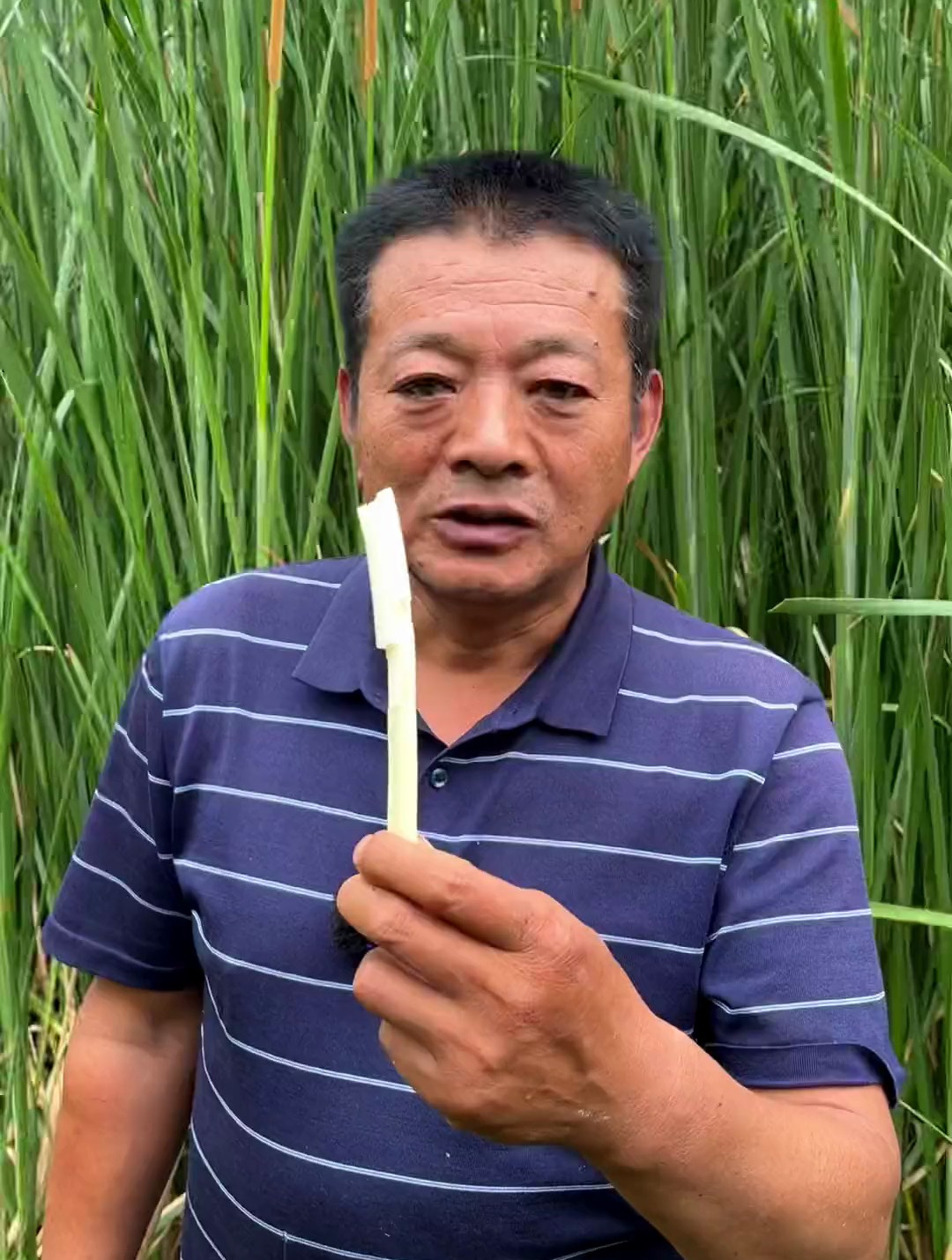 蒲菜做出来的奶汤蒲菜,称得上鲁菜第一鲜,大明湖蒲菜更是一绝