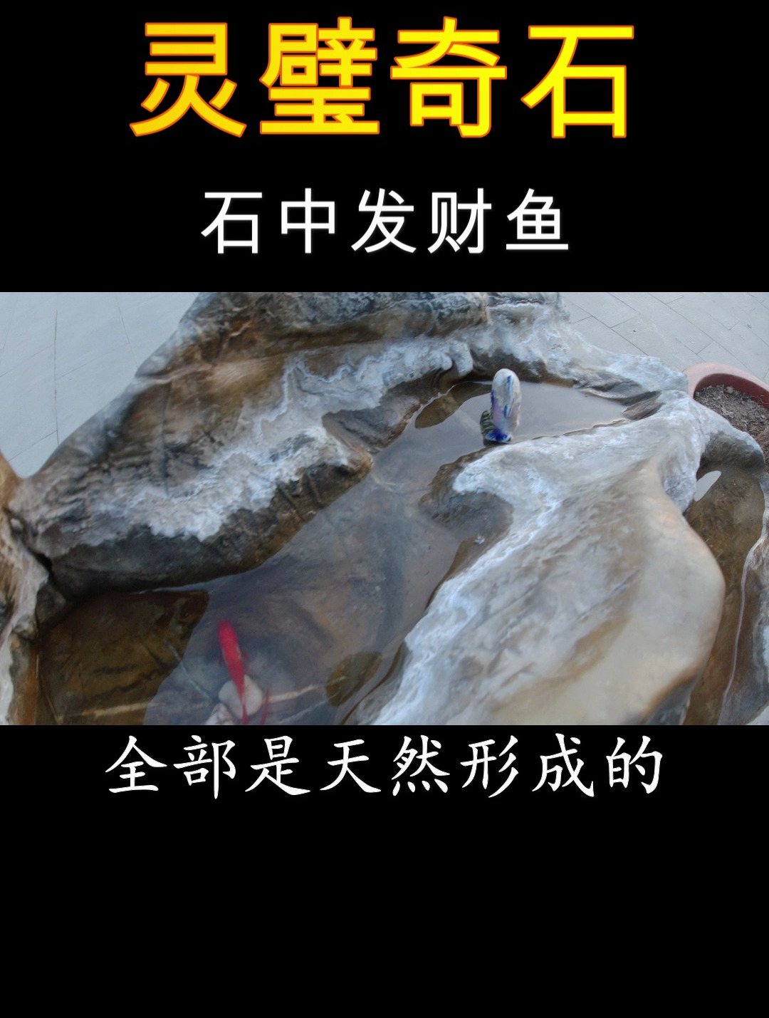 灵璧奇石,石中发财鱼