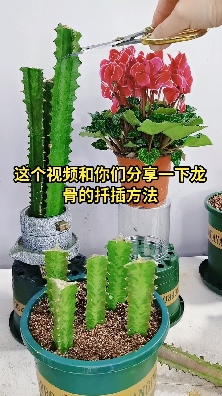 绿植龙骨是大戟科的植物,有很厚的肉质茎