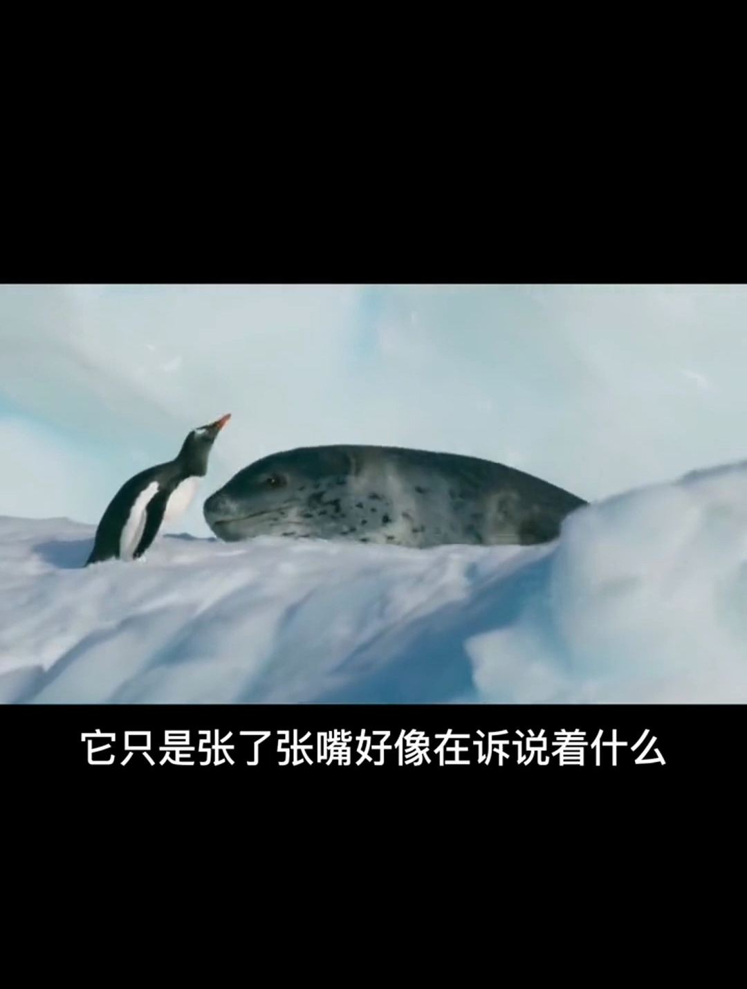 企鹅到底有多顾家 多次逃脱恐怖的猎手 受再重的伤也坚持回家