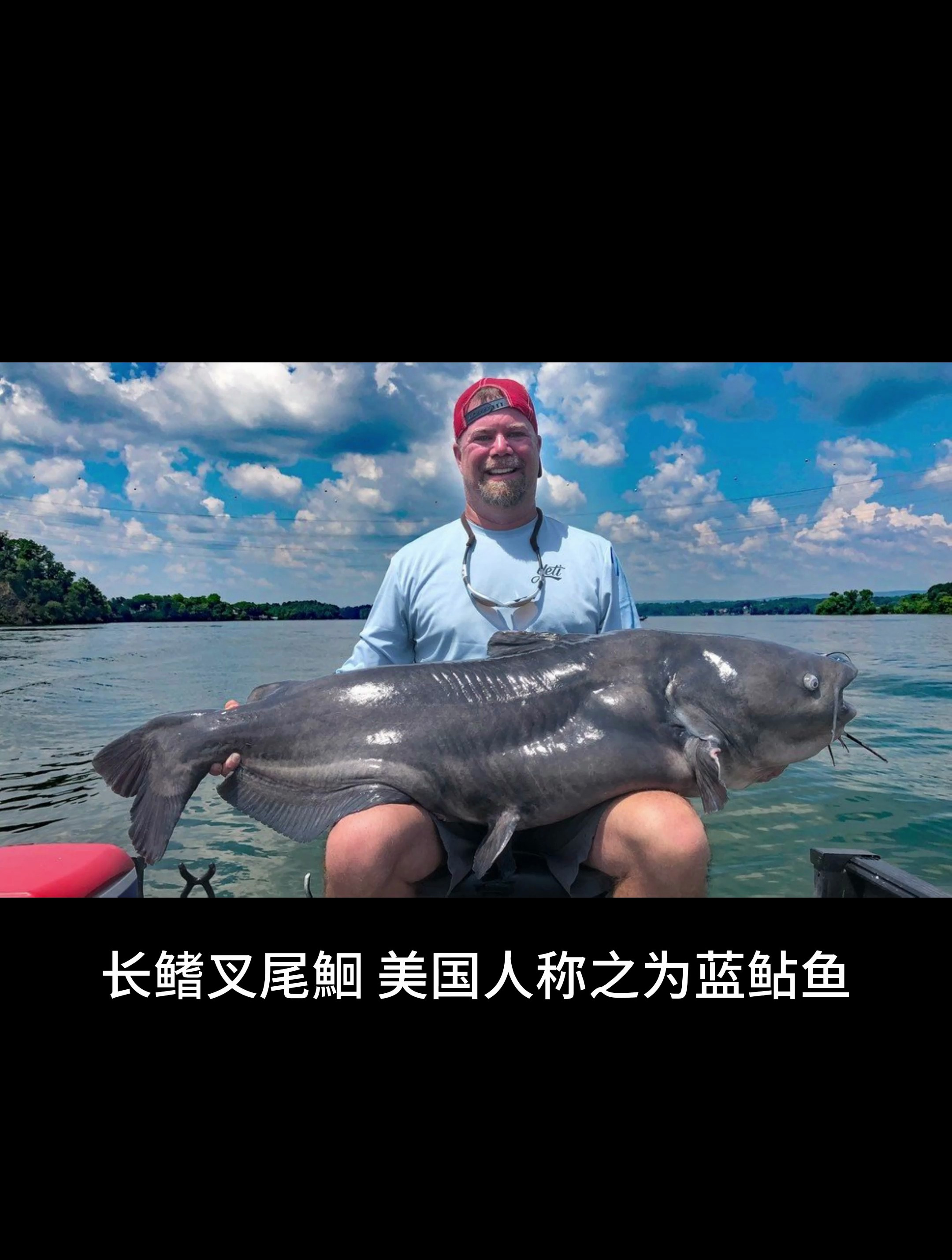 北美最大的鲇鱼——长鳍叉尾鮰