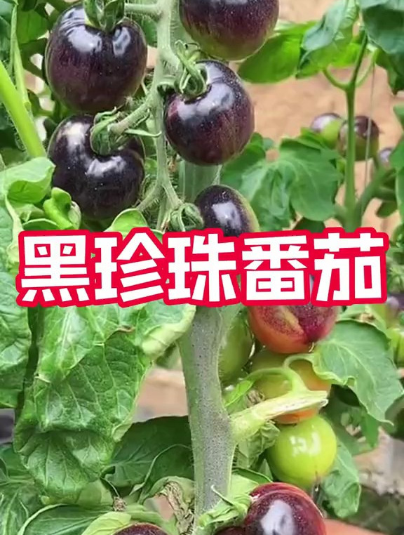 比糖水还甜的黑珍珠番茄,随便把籽埋在土壤里,3个月就能爆盆