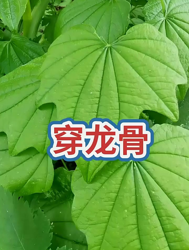 今天分享穿龙骨,喜欢的加个关呀