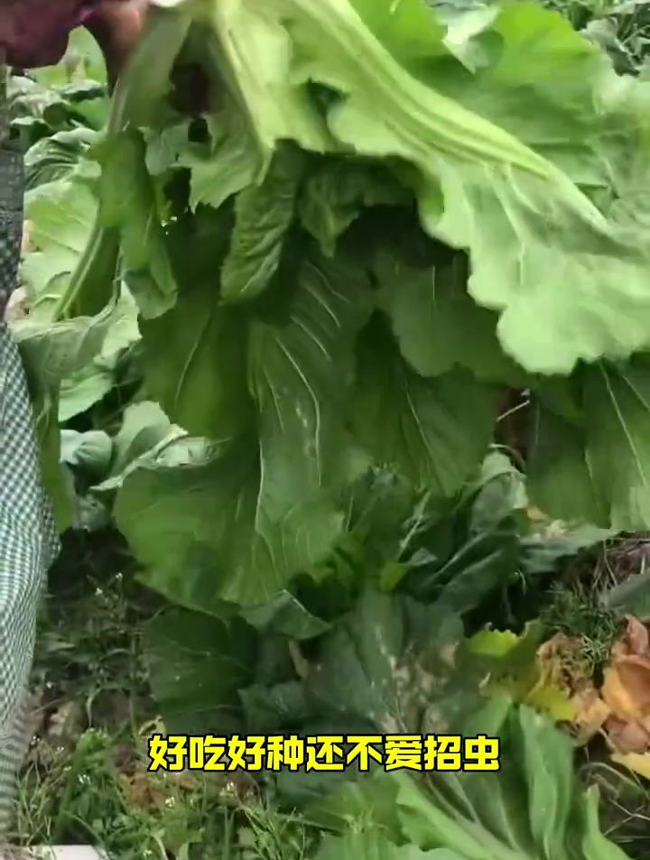 好吃不招虫的儿菜,钙含量极高,撒籽就活,无需复杂管理