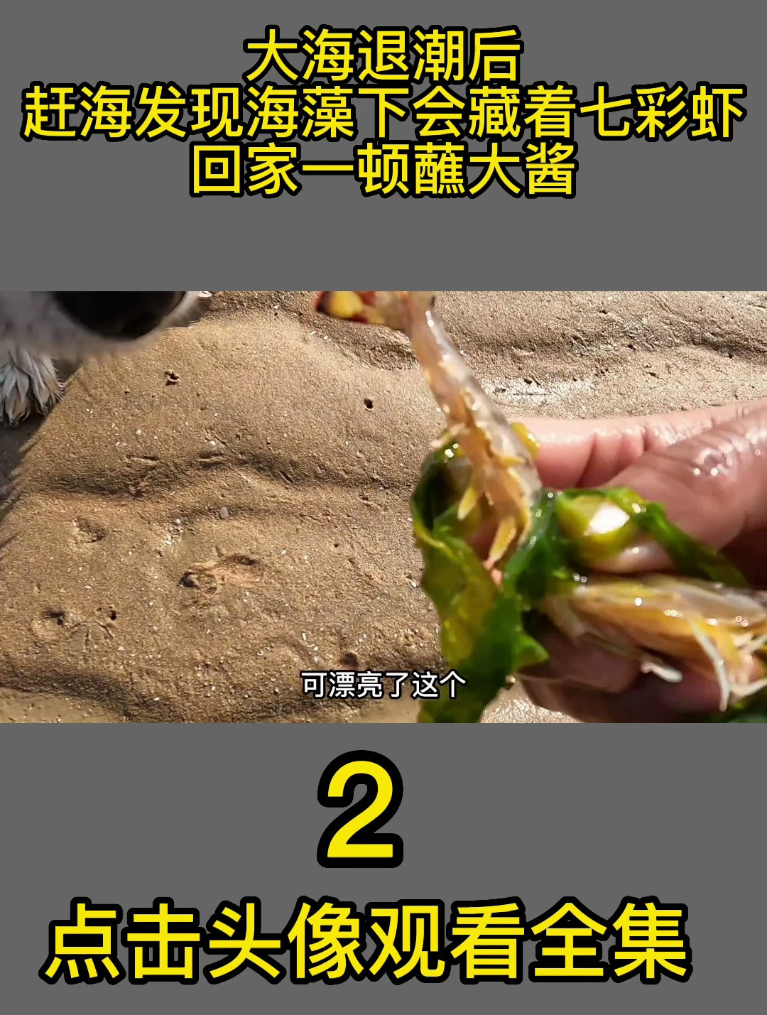 大海退潮后,赶海发现海藻下会藏着七彩虾,回家一顿蘸大酱2