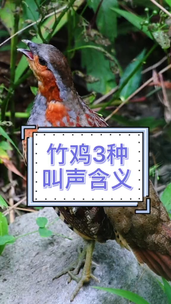 竹鸡种叫声,你听着像说啥?保护鸟类 竹鸡!