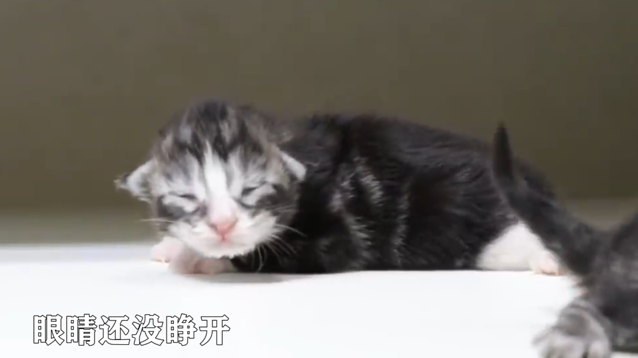 刚出生的小猫咪,对世界一无所知,只会发出小奶音