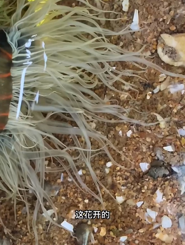 捡到了一条外号为鞋垫子的踏板鱼和一条满嘴獠牙的鱼