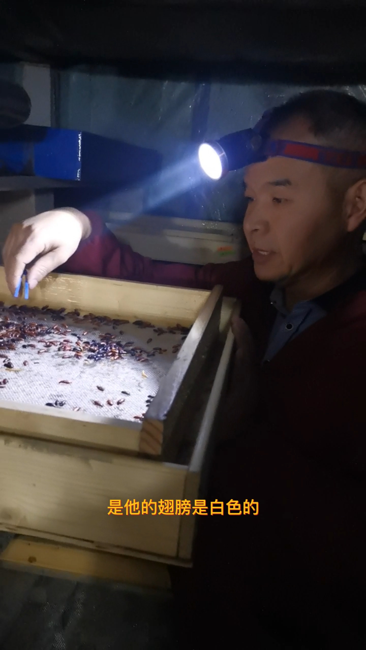 面包虫的成虫为什么有黑色的也有黄色的?