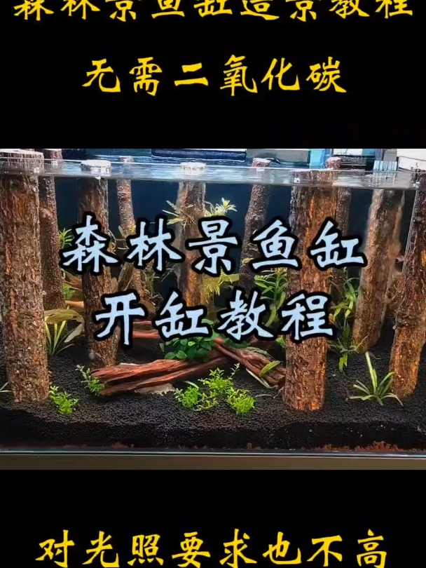 准备养鱼吗?来看看这个森林景鱼缸造景教程,无需二氧化碳