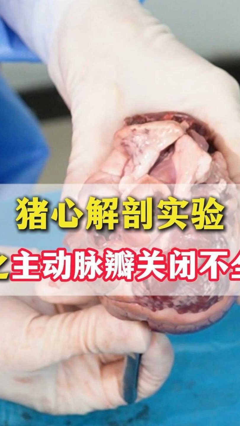猪心解剖实验之主动脉瓣关闭不全讲解