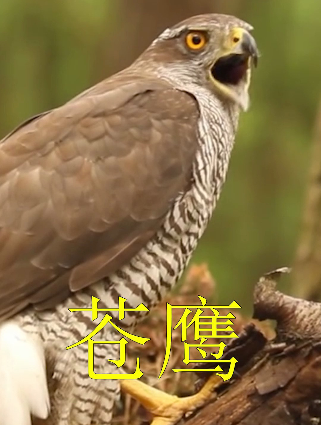 苍鹰的叫声,捕捉野鸡喂孩子,快狠准