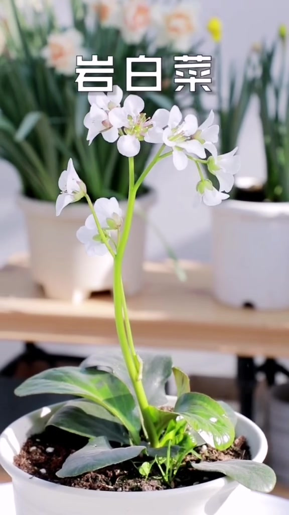 喜欢你就点个关注吧清新素雅岩白菜