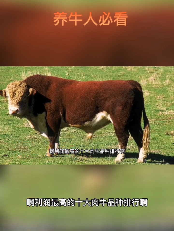 世界十大肉牛排行!海福特牛倒数!西门塔尔排在第几?养牛人 三