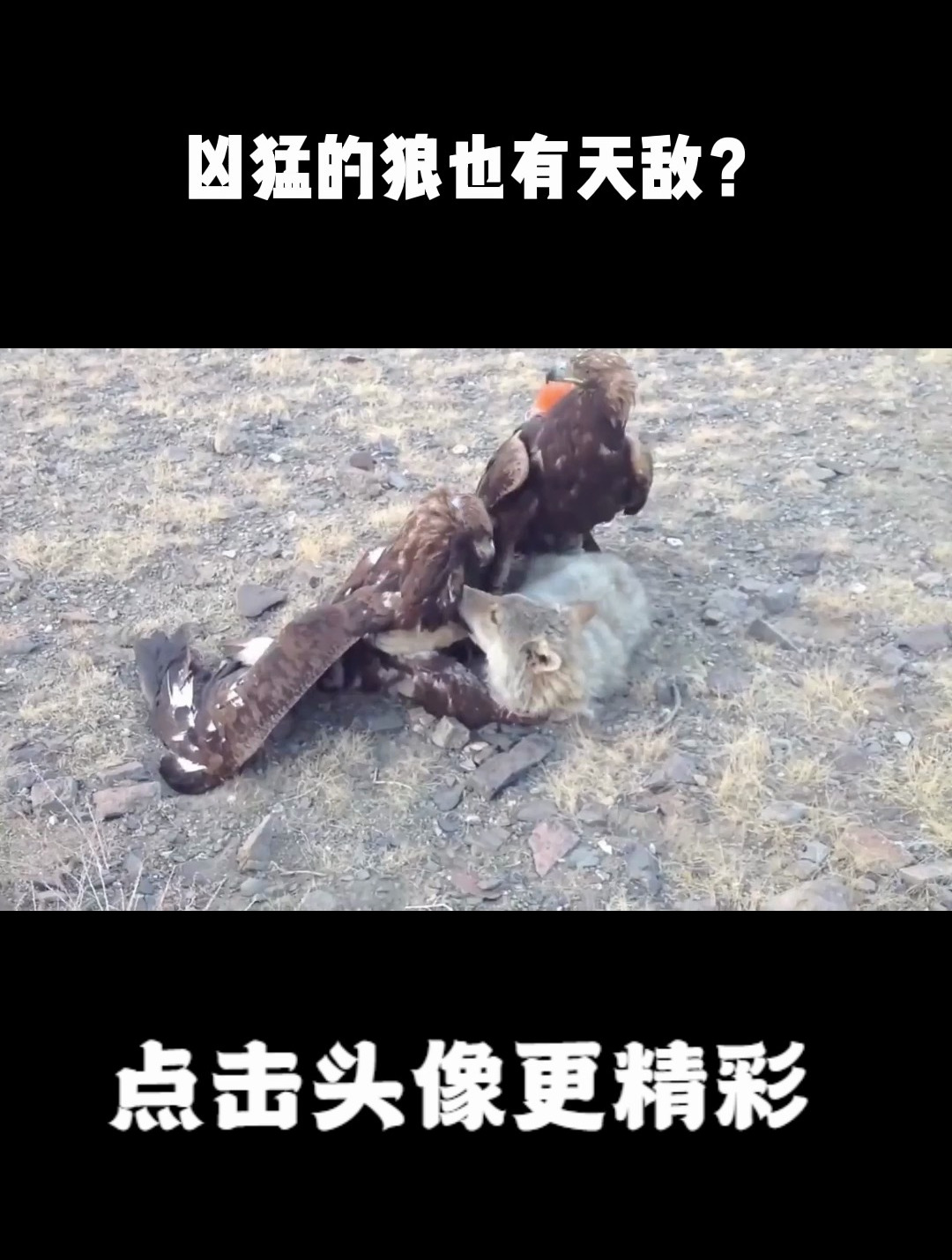 凶猛的狼也有天敌?吃狼像吃棉花糖,镜头记录全过程