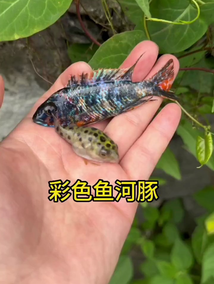 今天收获了彩色鱼河豚
