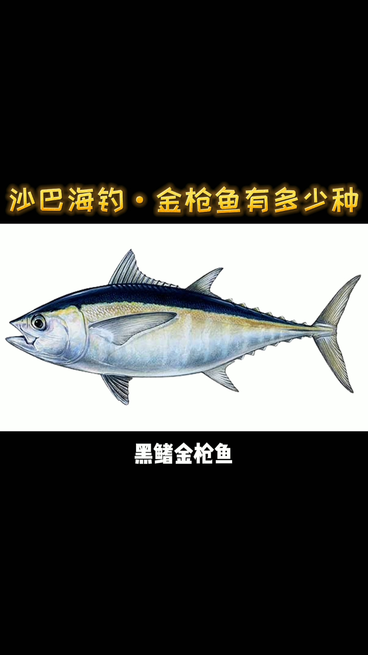 沙巴海钓:金枪鱼只有8种 其他都是类金枪