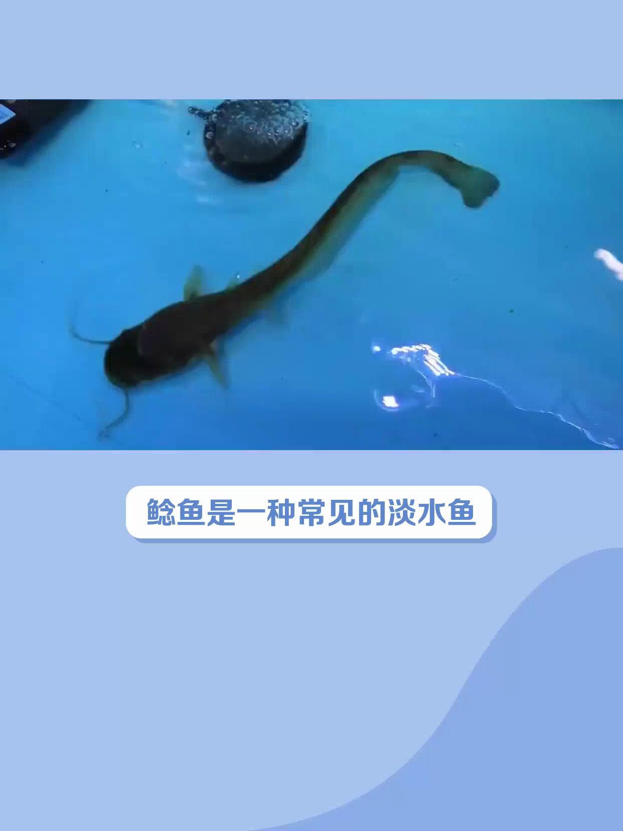 鲶鱼怎么养?5大要点掌握好!