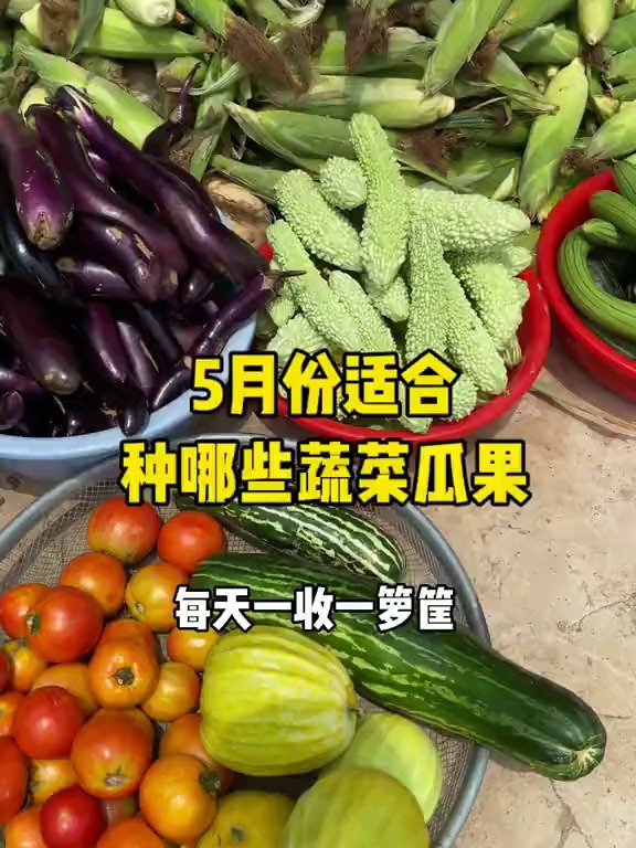5月份适合种哪些蔬菜瓜果?