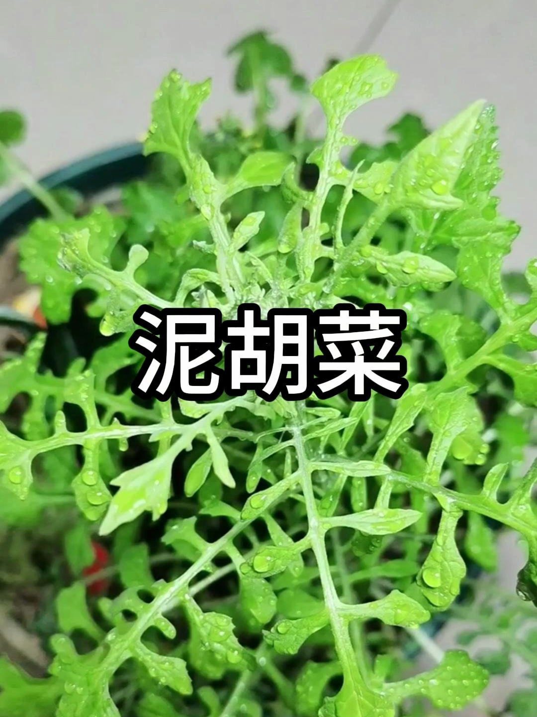 泥胡菜,清明粑粑三大原材料之一,你吃过这种野菜吗?
