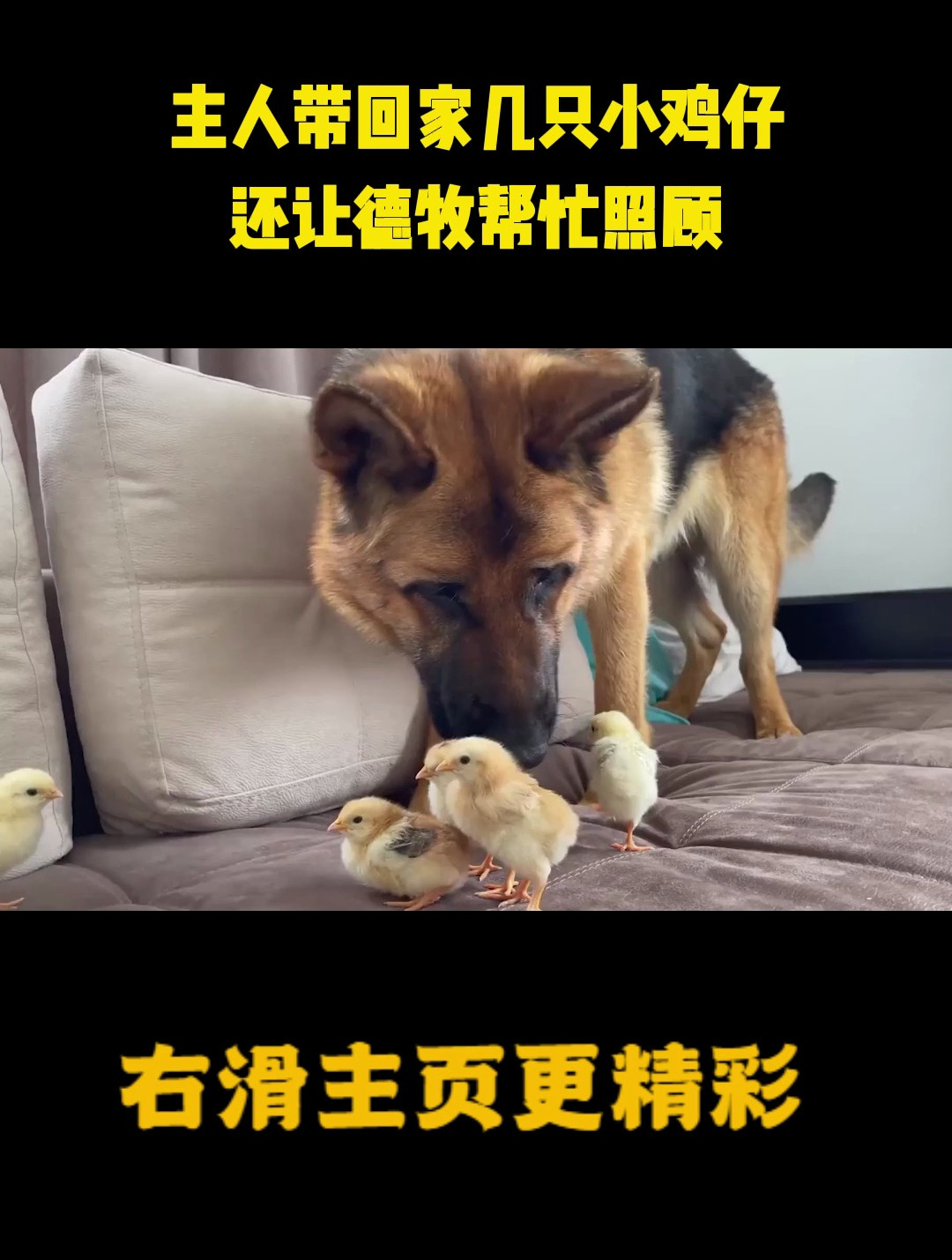 主人带回家几只小鸡仔,还让德牧帮忙照顾,结局太搞笑了