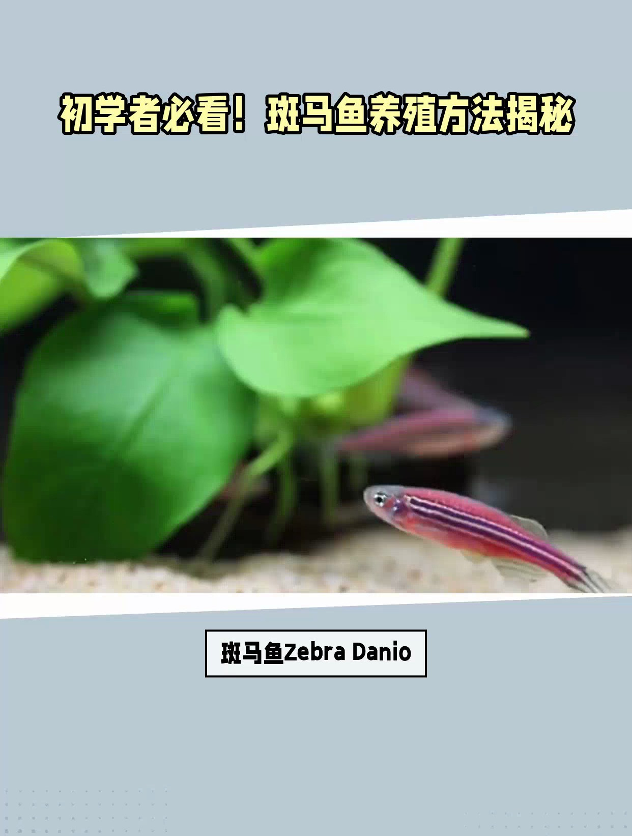初学者也能轻松养殖!斑马鱼成为热带淡水鱼新宠