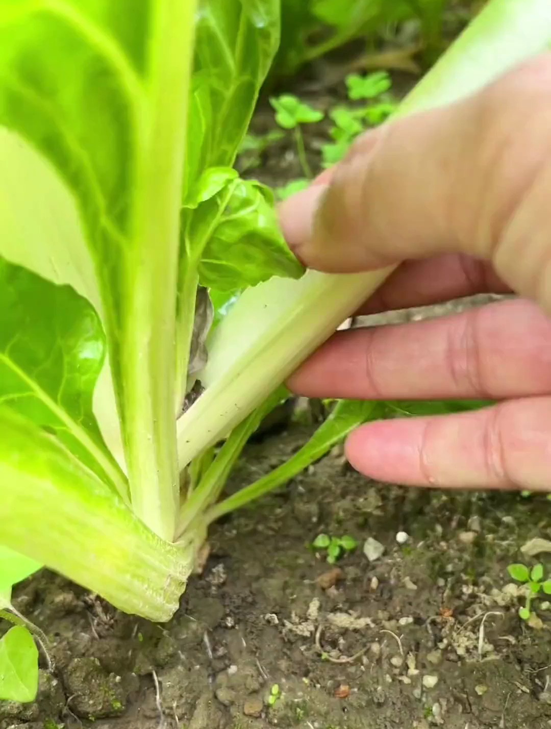 猪婆菜,你的家乡有这种植物吗?