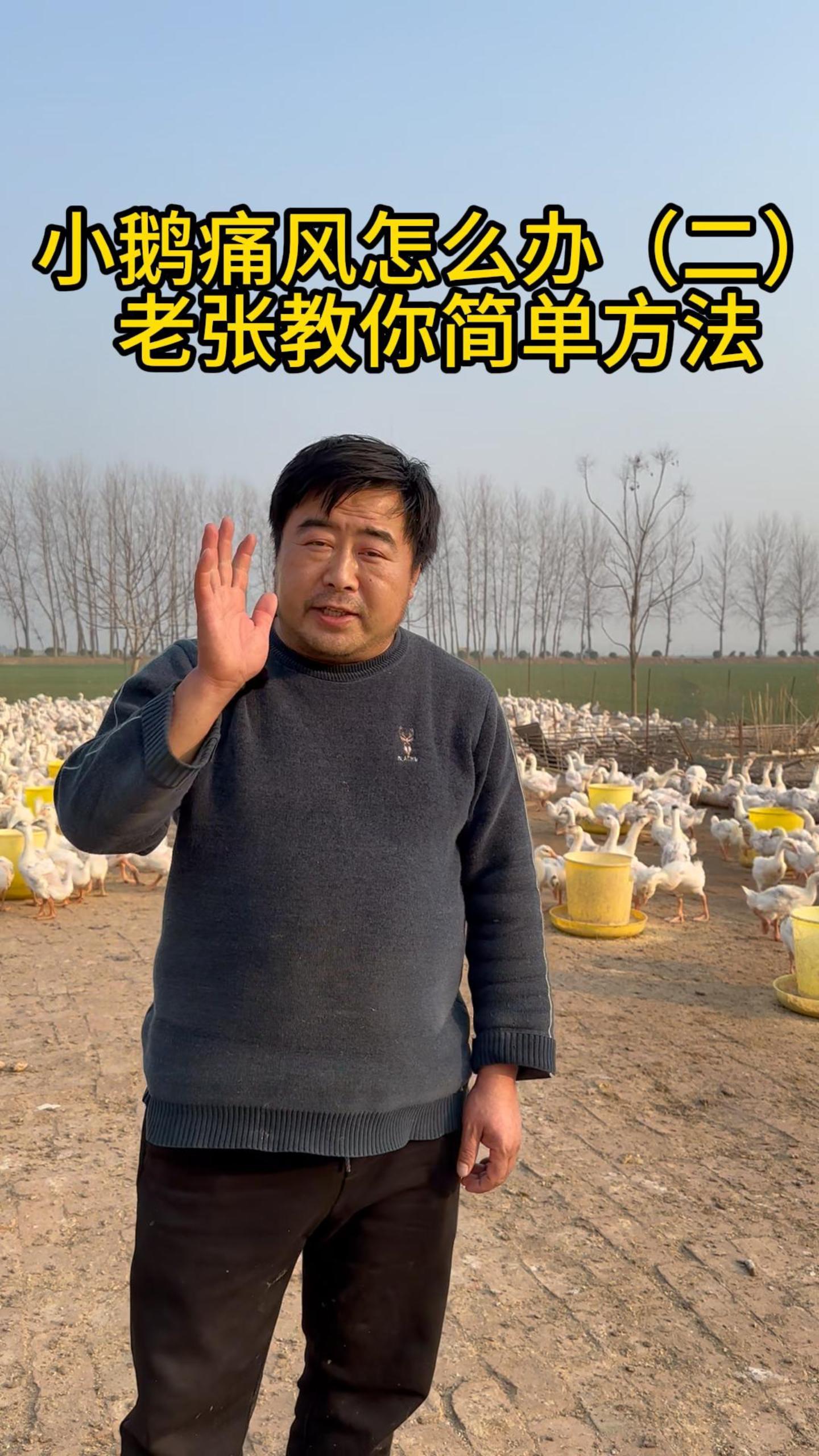 小鹅痛风怎么办?预防为主是关键!