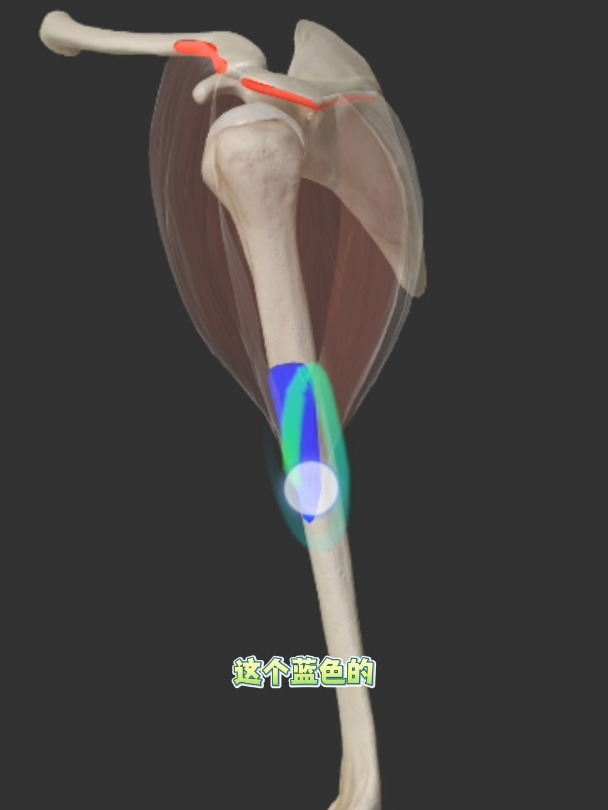 三角肌功能解剖,它的前中后三束有不同的功能