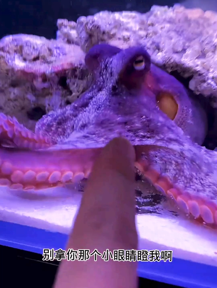 我对这只真蛸章鱼真是又爱又恨啊!