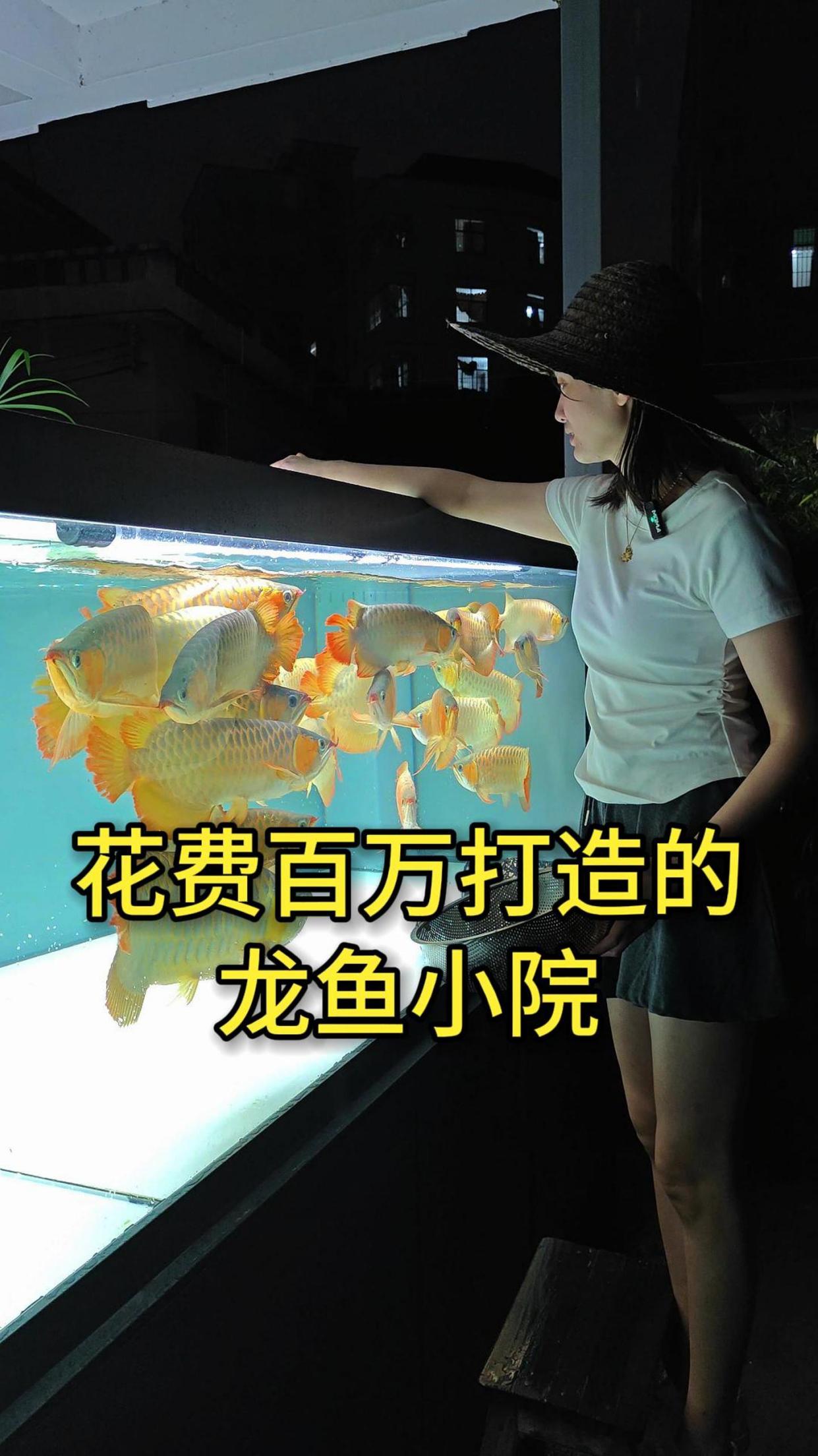 花费百万打造的龙鱼院子,哪个养鱼人不喜欢?