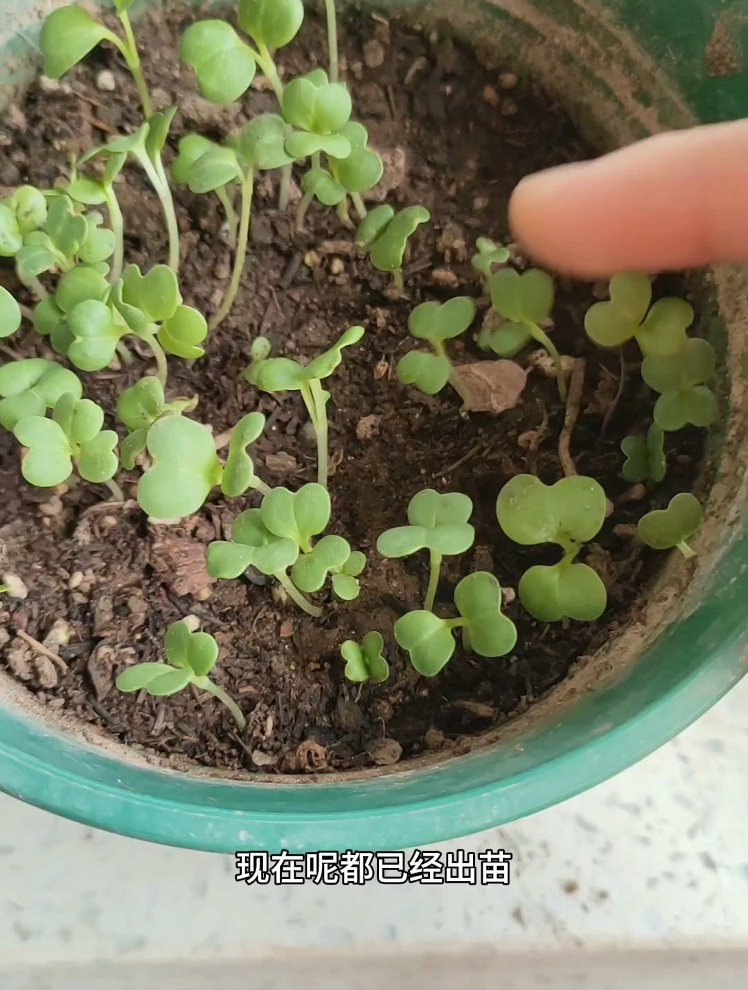 播种的白菜长芽后,这样养长势快