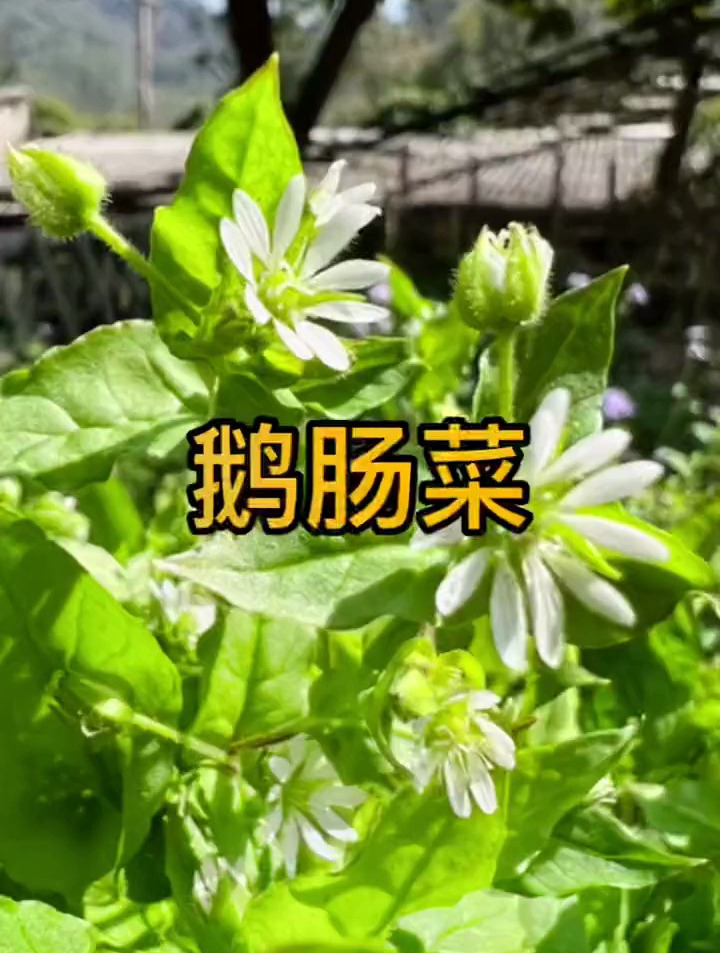 药食同源的植物:鹅肠菜,同时也是一种营养价值很不错的野菜