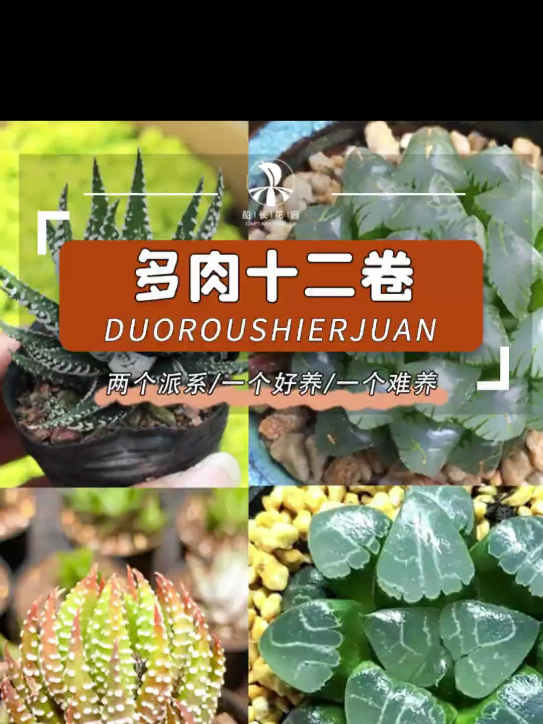 十二卷的多肉就是两个极端!多肉的生活 百合科