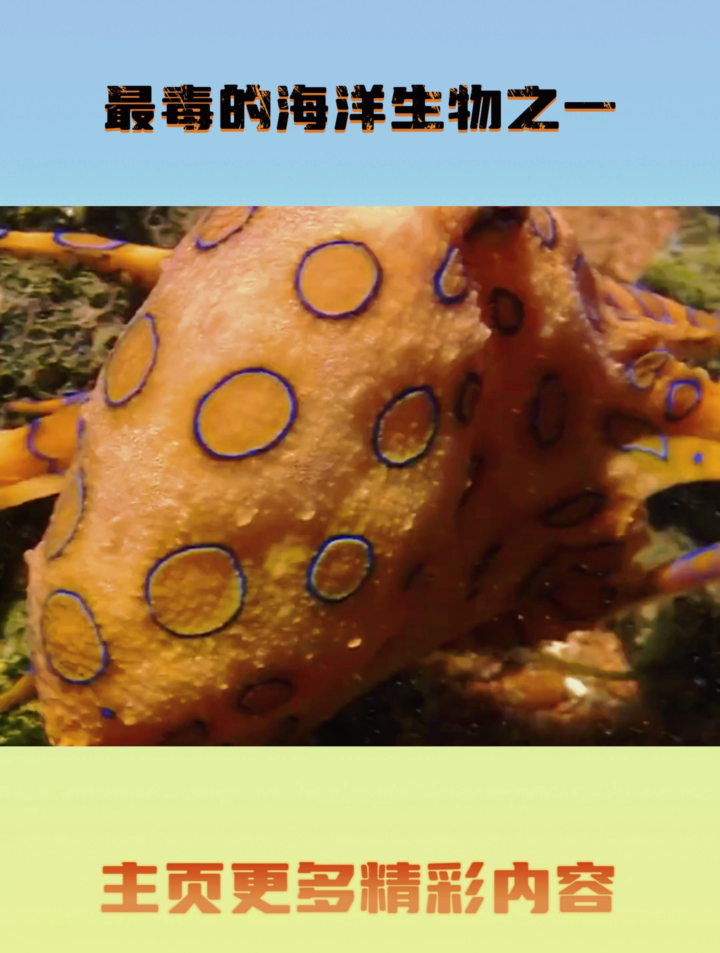 蓝环章鱼到底有多可怕?