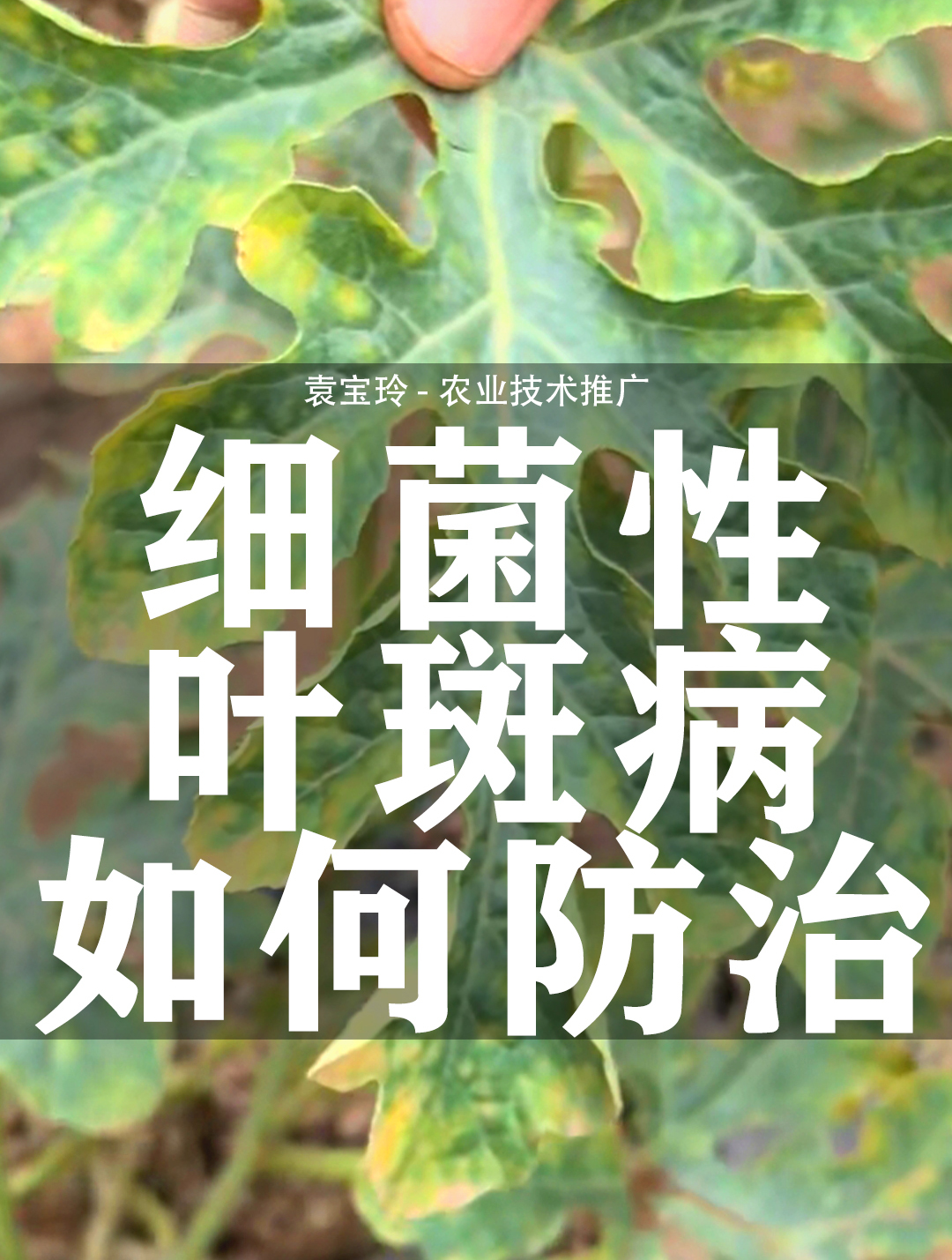 细菌性叶斑病 可不能轻视!
