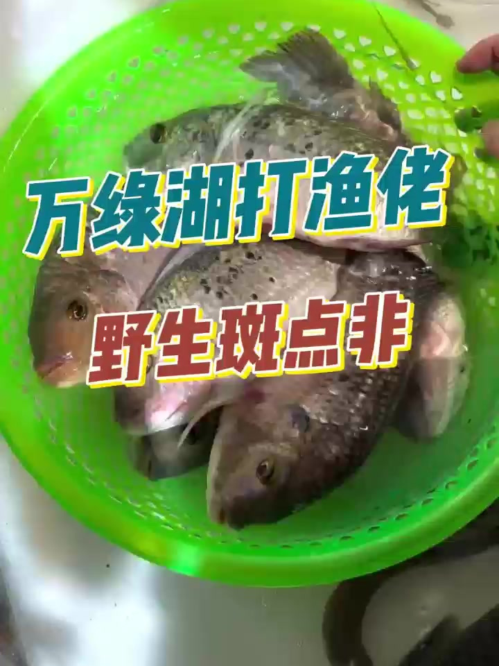 斑点非,也是罗非鱼的一种,但有区别于普通的罗非鱼