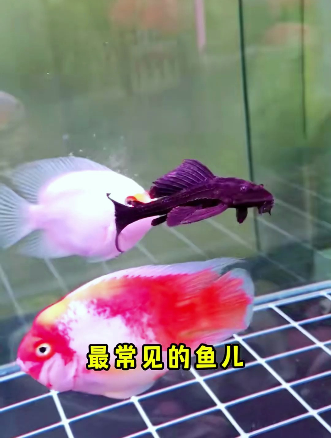 为什么鱼缸里不能养这四种清洁工?听听老鱼友的说法!