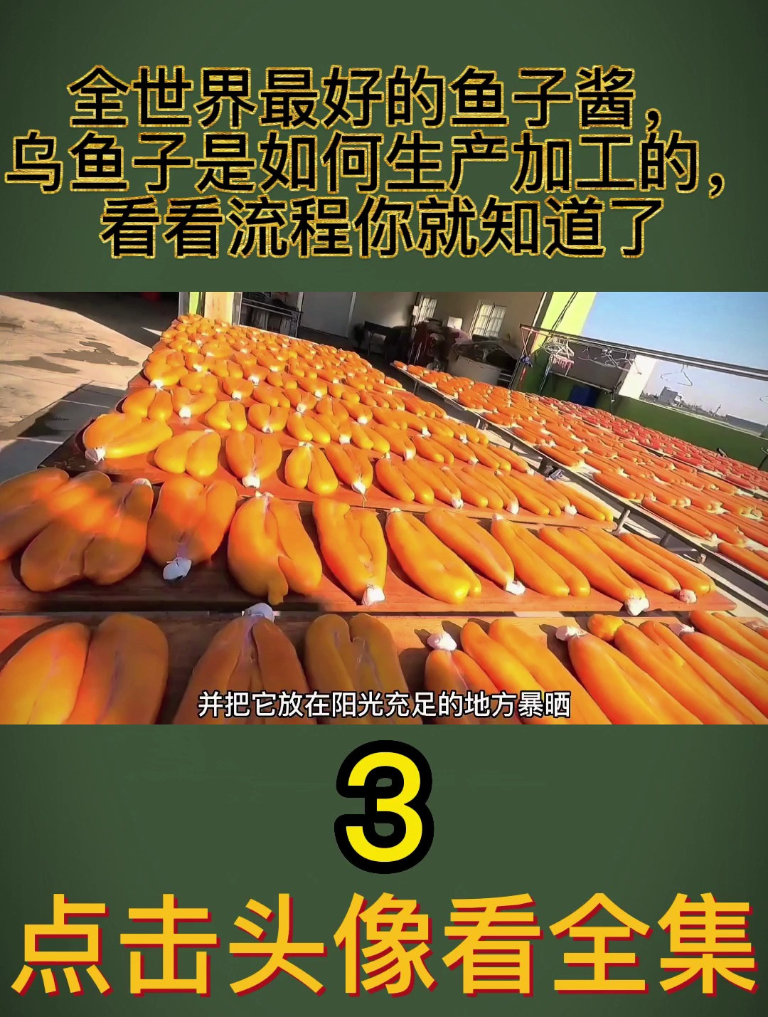 全世界最好的鱼子酱,乌鱼子是如何生产加工的,看看流程你就知道