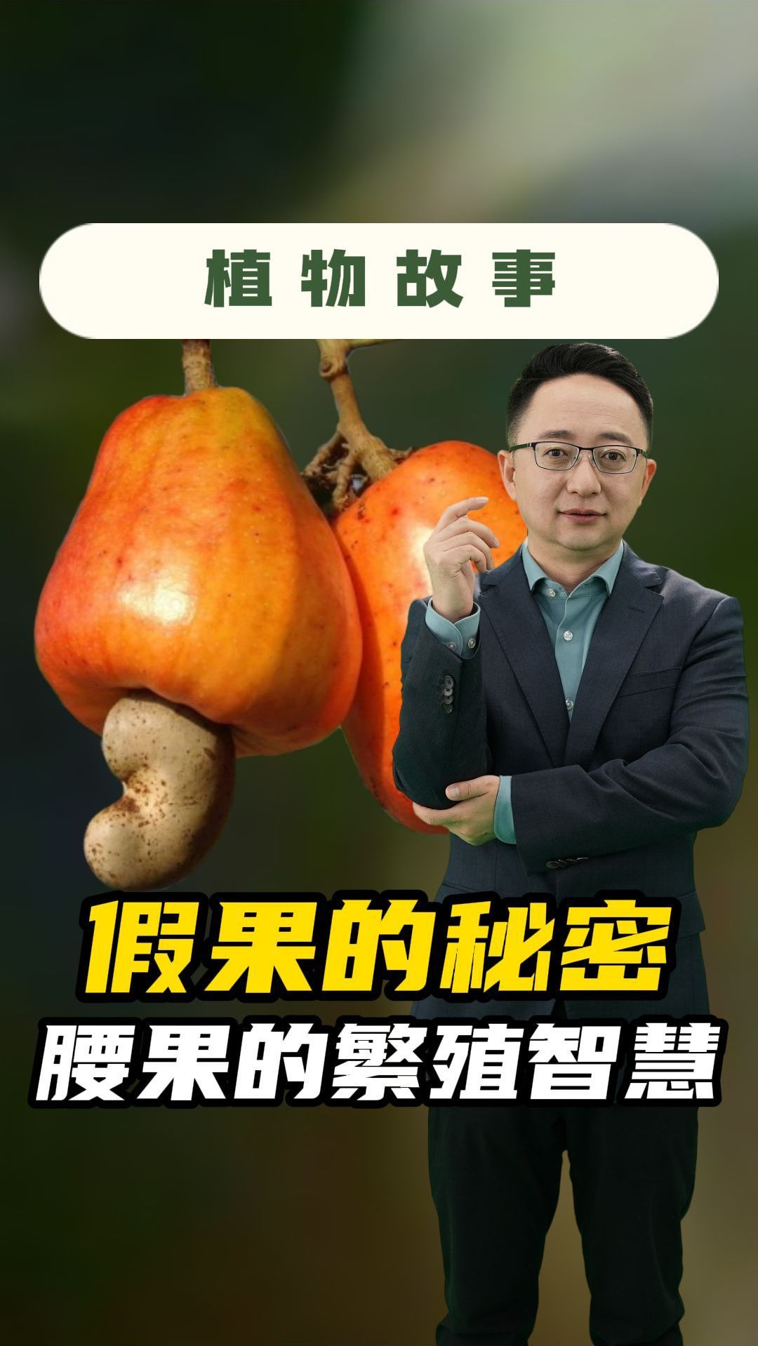 “腰果梨”居然是假货!真真假假背后的腰果树大智慧!