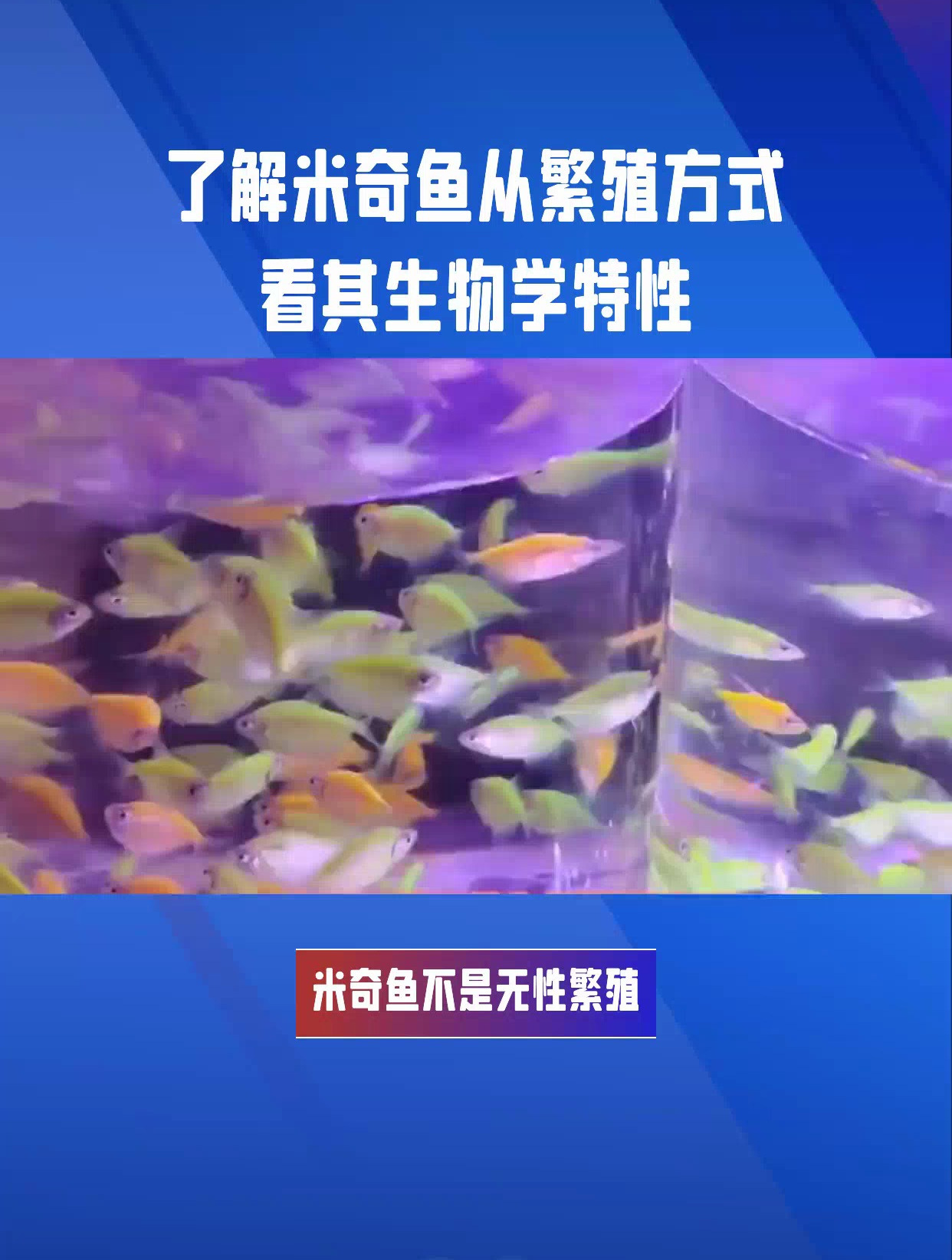 米奇鱼繁殖方式,有性繁殖还是无性繁殖?揭秘米奇鱼的繁殖奥秘