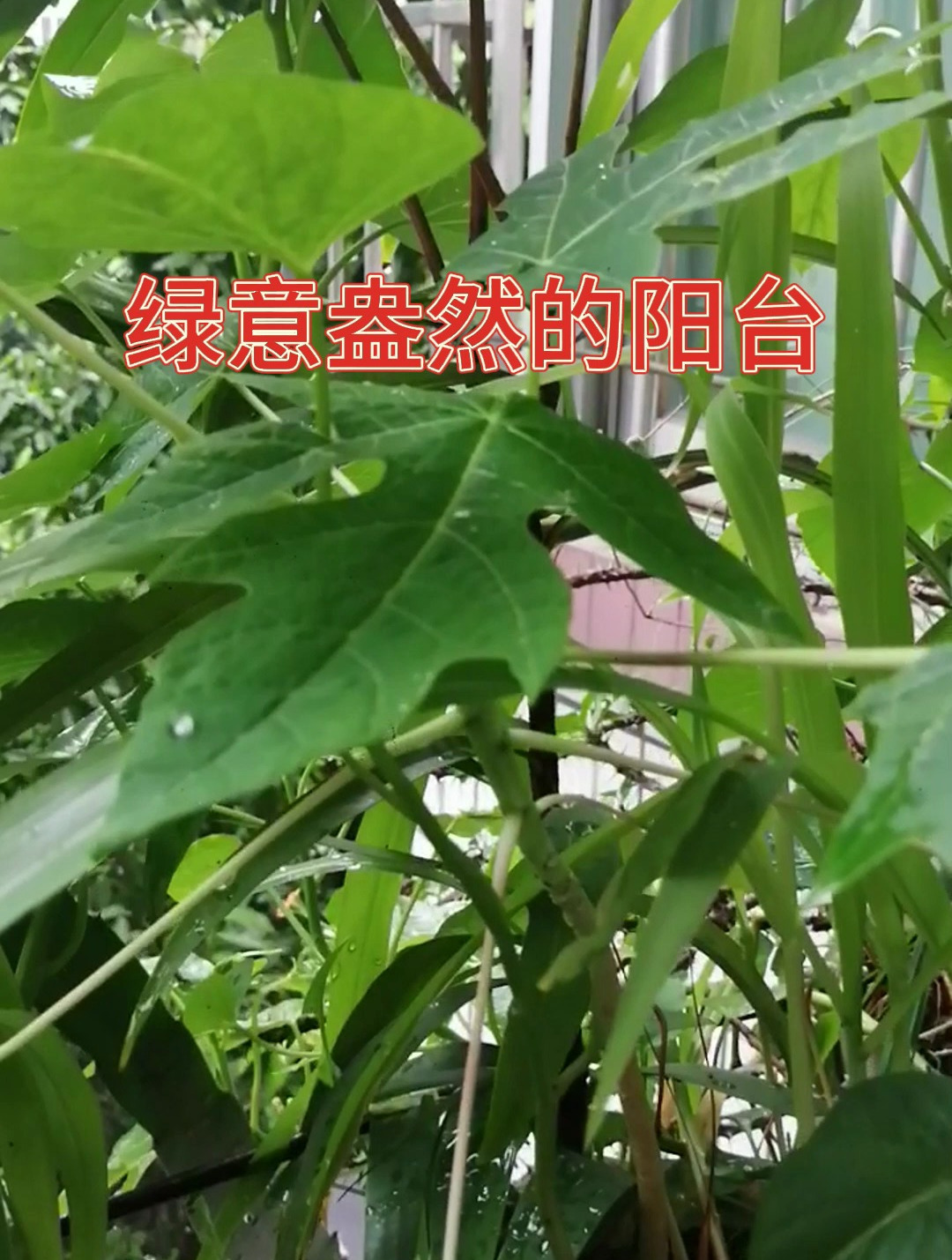 玉米、木瓜、台湾相思树、羊角菜等长势好,阳台绿意盎然