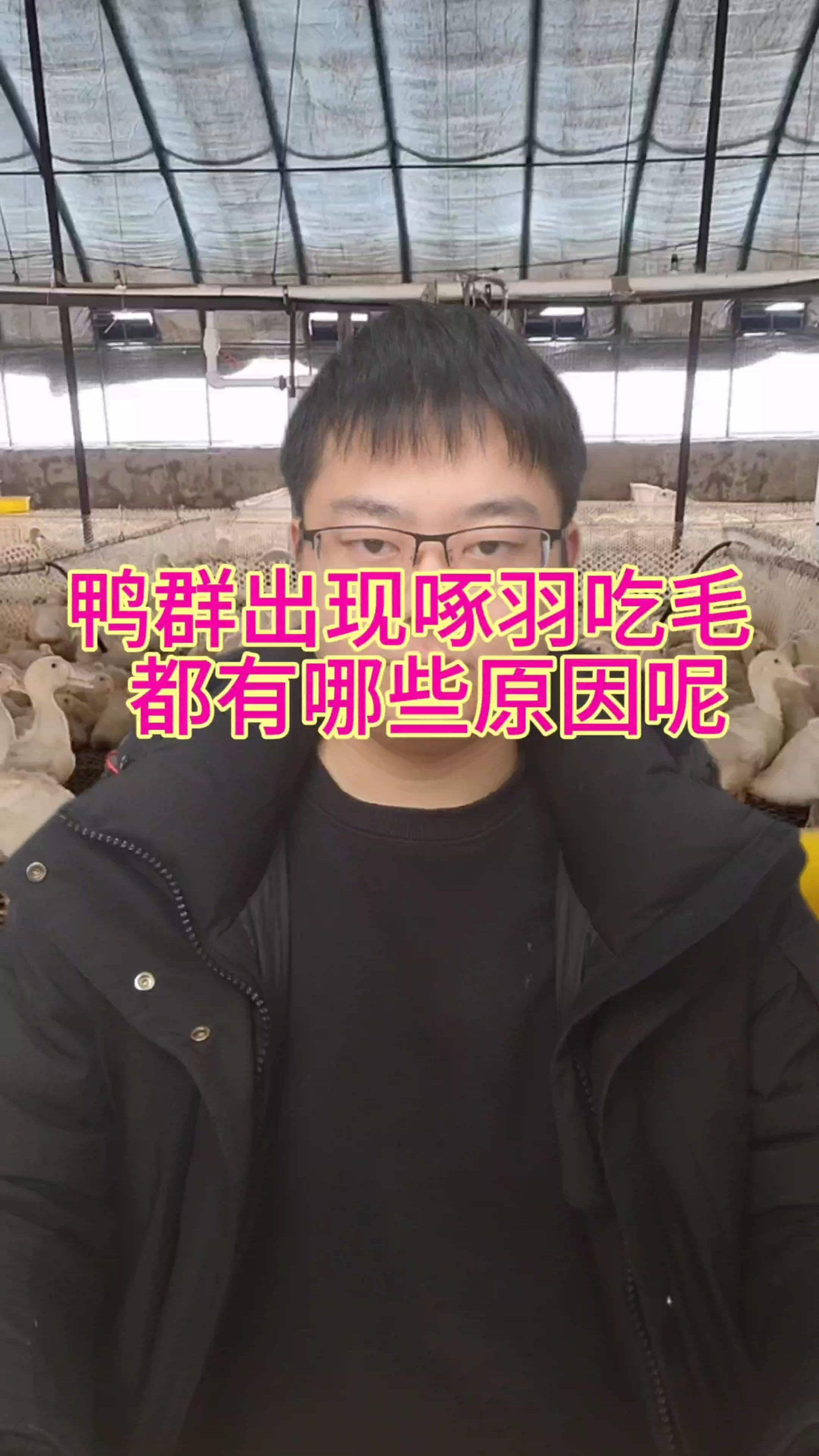 鸭子出现琢羽吃毛,都有哪些原因呢
