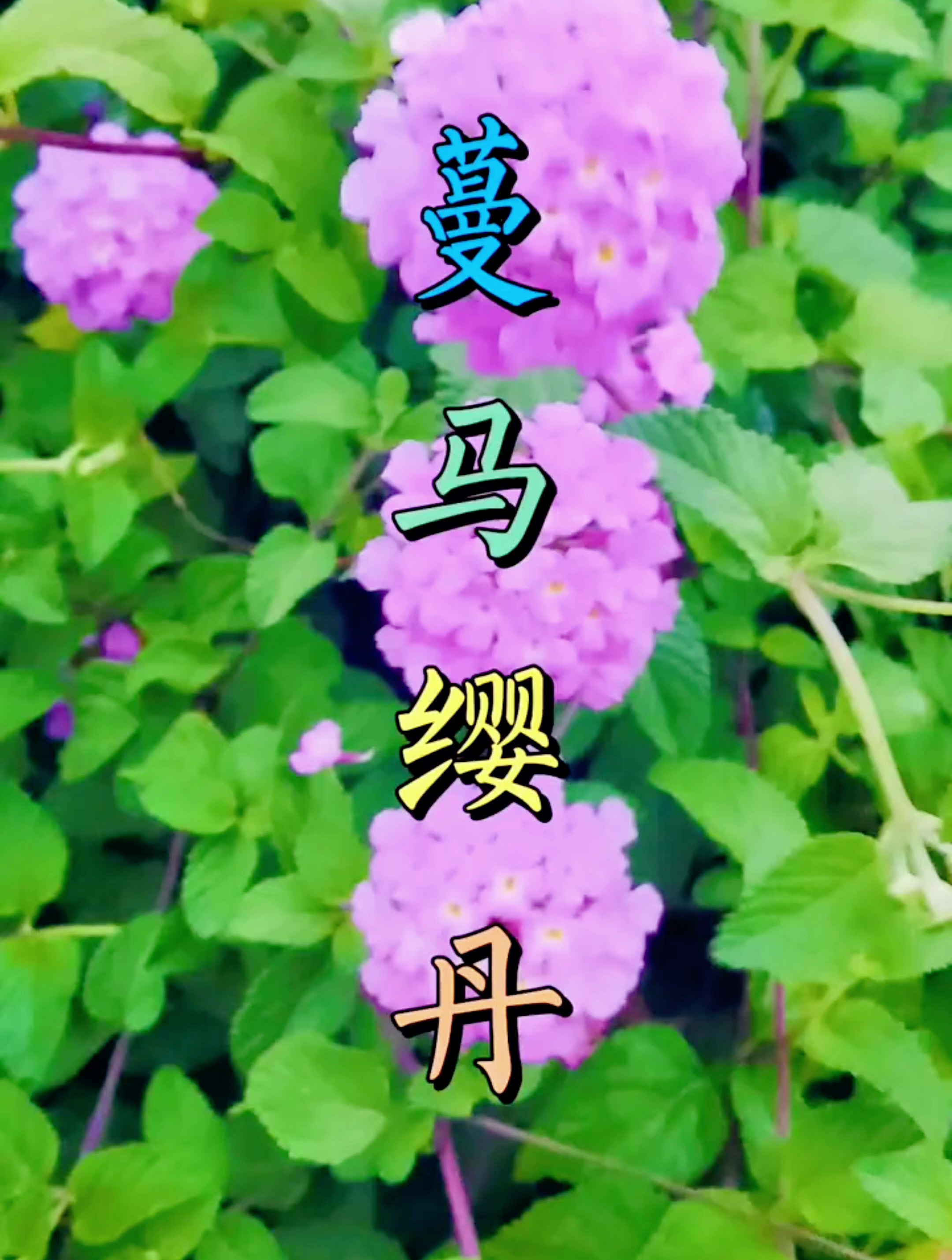 蔓马缨丹。植物科普