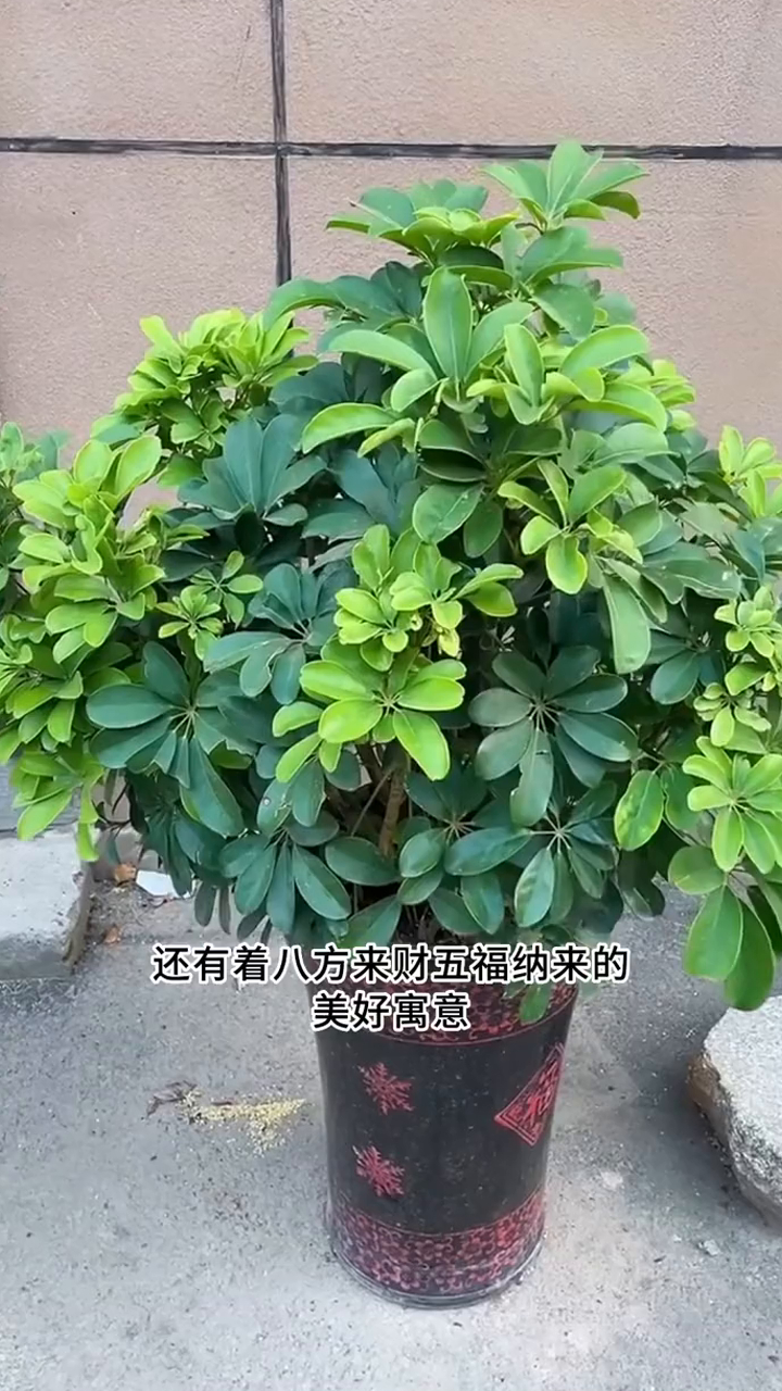 鸭掌木这么养,枝繁叶茂,告别黄叶落叶!