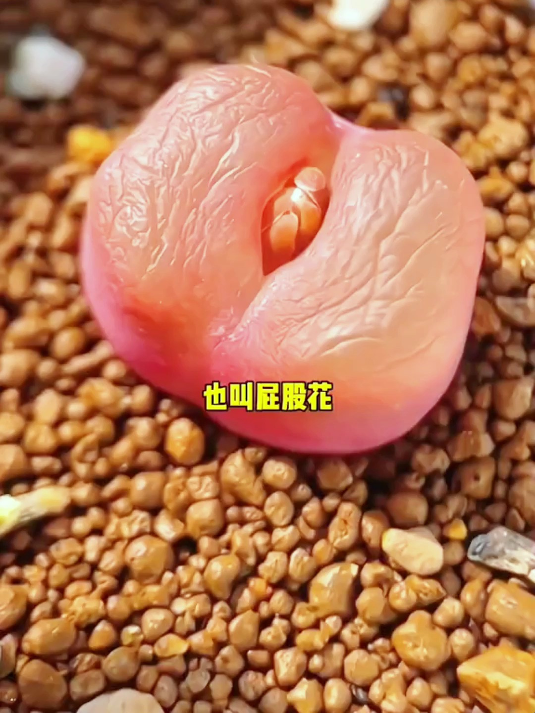 你知道石头也会开花吗,就这个生石花,还可以给它扒皮,非常解压