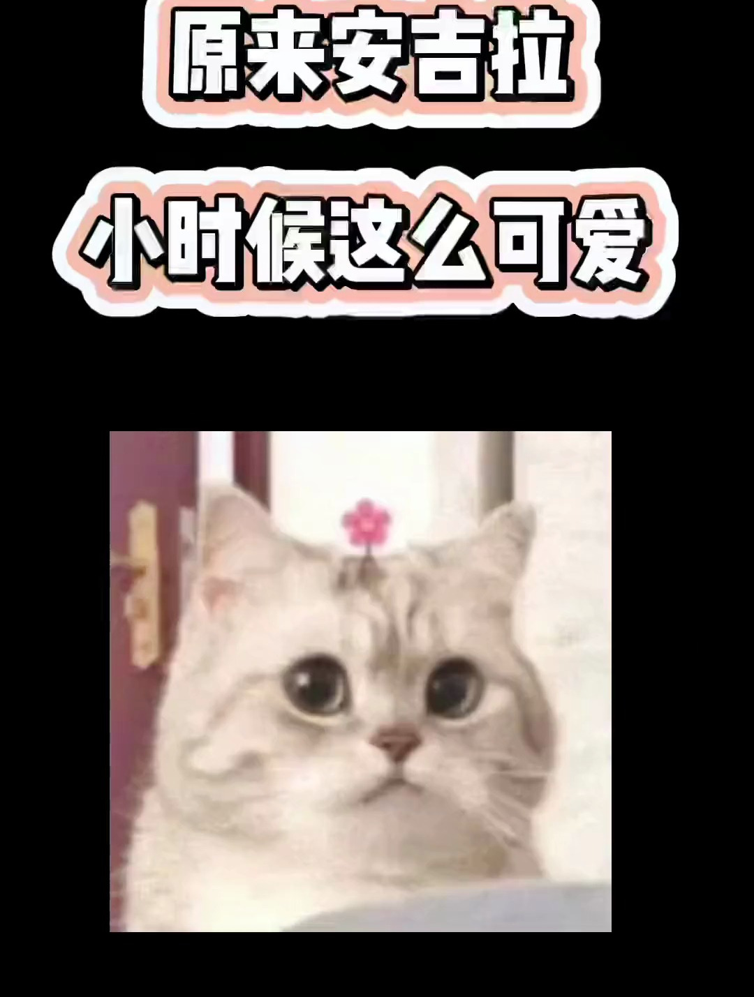汤姆猫总动员