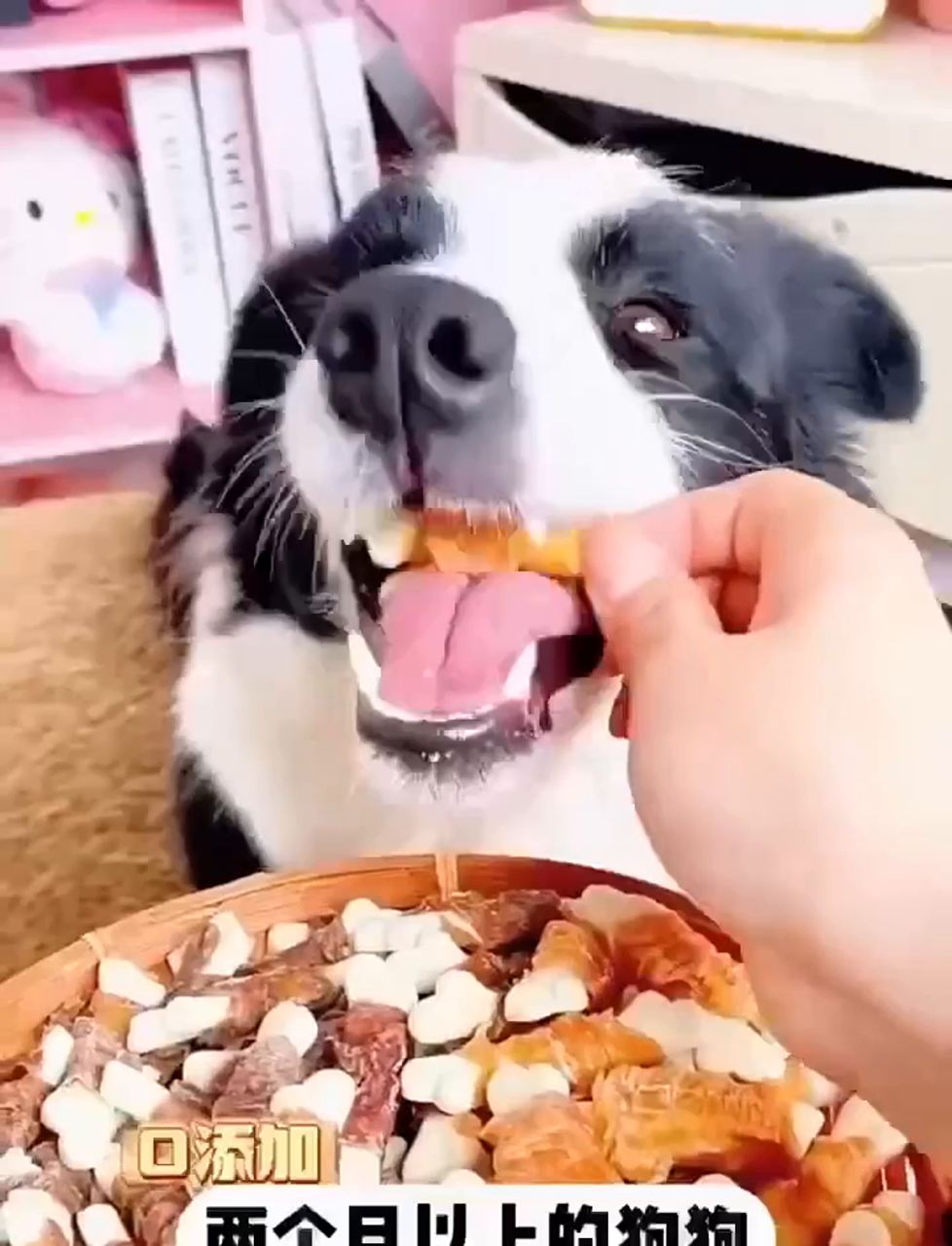 汪星人的小零嘴来了!鸭味钙奶棒和鸡肉钙奶棒,毛孩子们快尝尝!