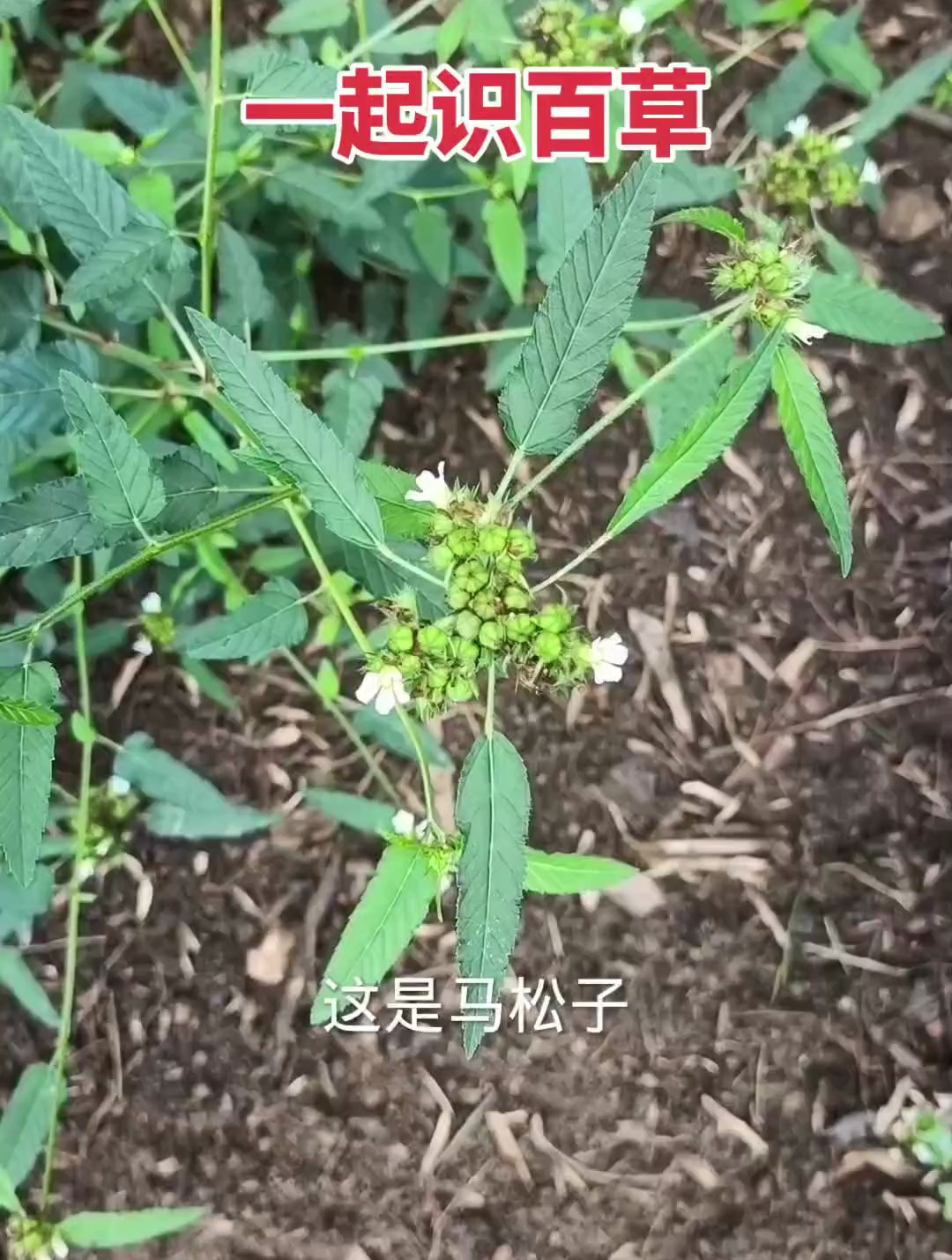 常见三十六种青草药 您认识几种呢 你的家乡有这些植物吗